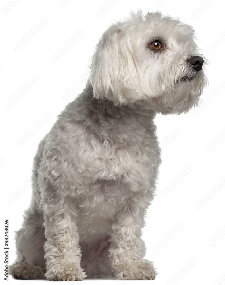 Maltese, 2 years old, sitting in front of white background