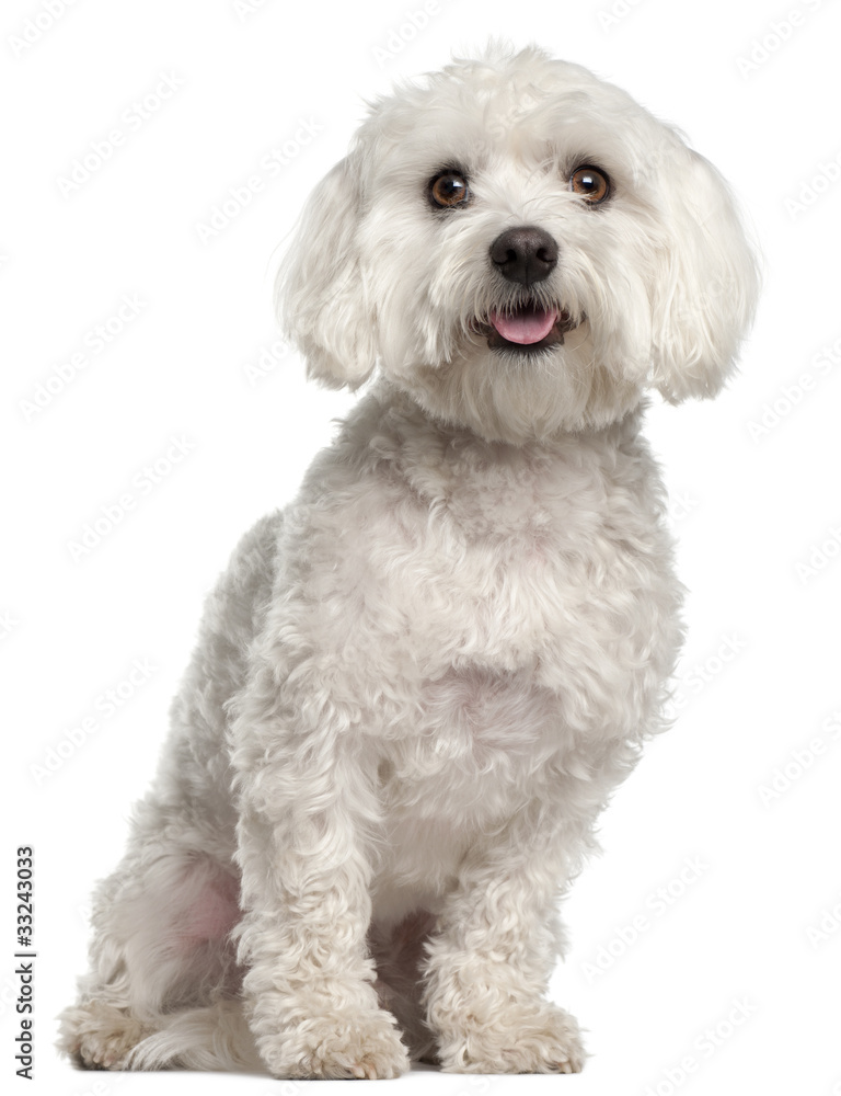Maltese, 2 years old, sitting in front of white background Maltese, 2 years old, sitting in front of white background