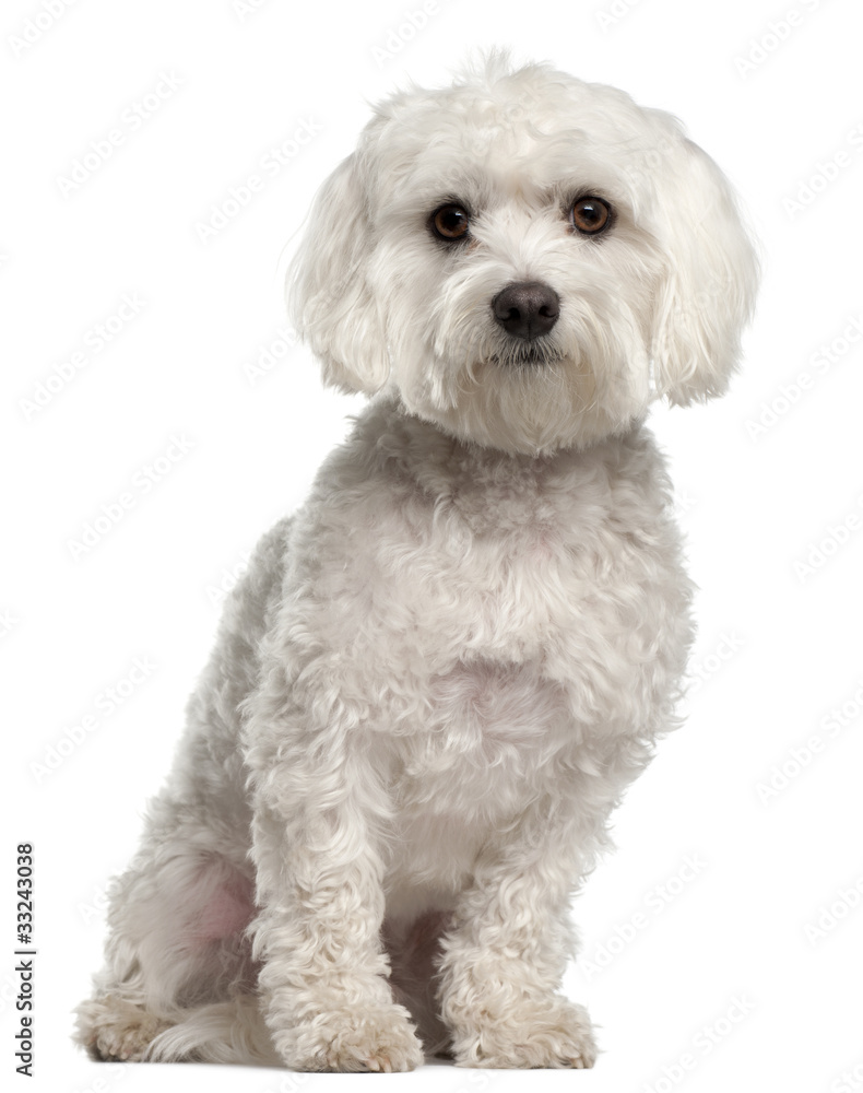 Maltese, 2 years old, sitting in front of white background