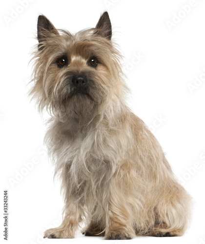 Cairn Terrier, 18 months old, sitting