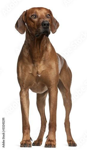 Fényképezés Rhodesian Ridgeback, 2 years old, standing