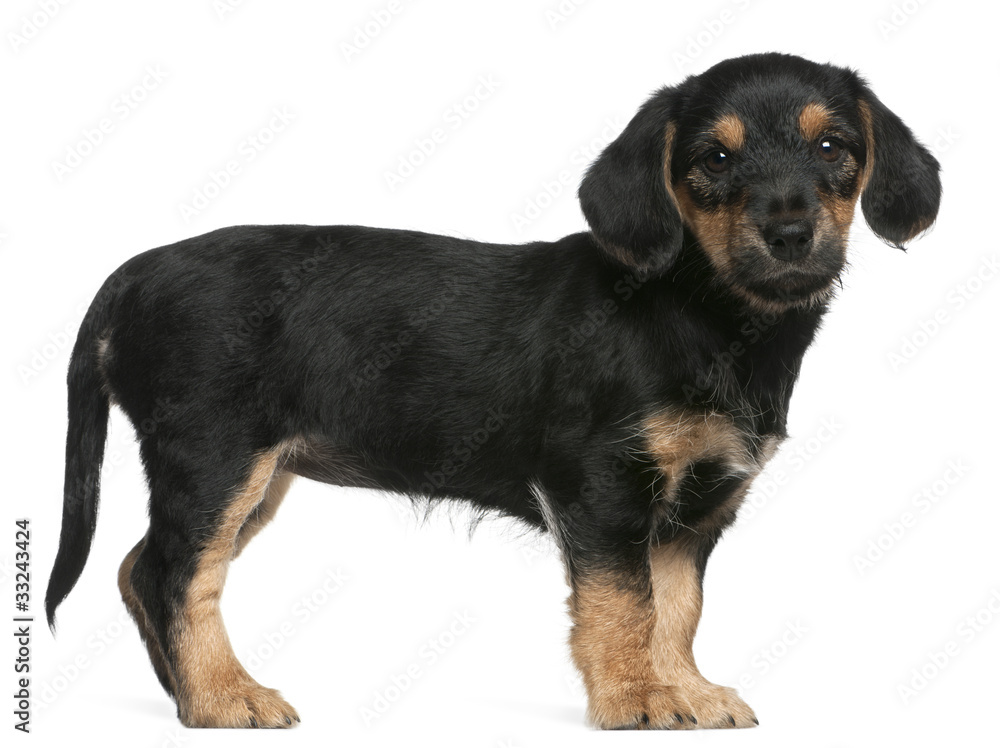 Mixed breed puppy standing in front of white background