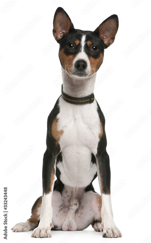 Basenji, 1 year old, sitting in front of white background