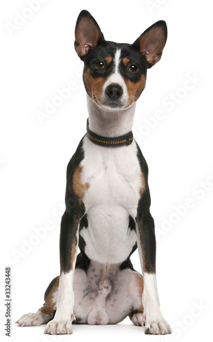 Basenji, 1 year old, sitting in front of white background © Eric Isselée