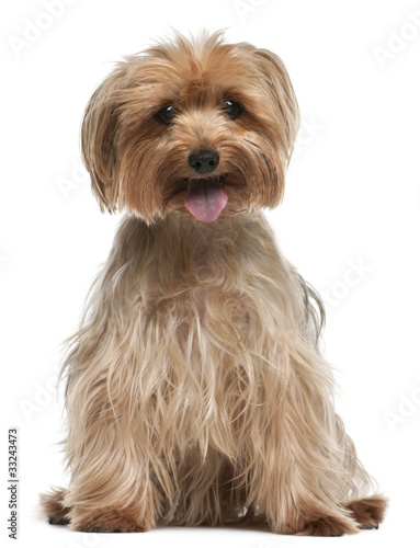 Yorkshire Terrier, 14 years old, sitting © Eric Isselée
