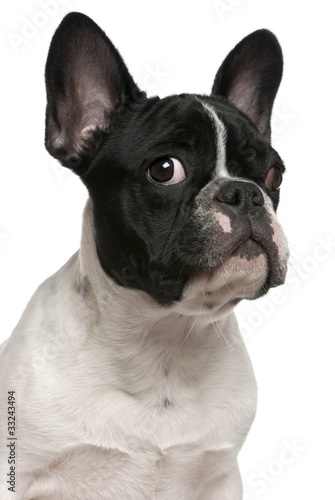 Fototapeta Naklejka Na Ścianę i Meble -  Close-up of French bulldog puppy, 5 months old