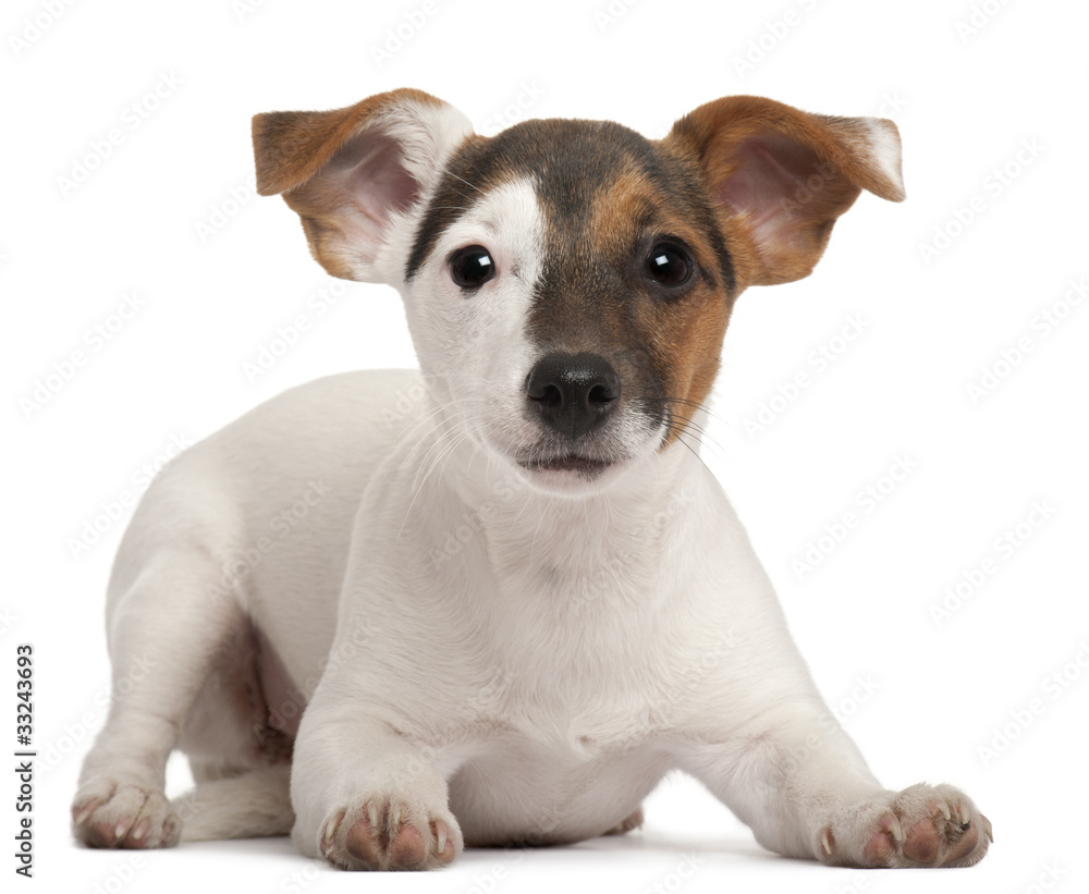 Jack Russell Terrier puppy, 5 months old, lying Jack Russell Terrier puppy, 5 months old, lying