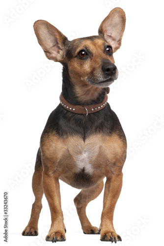 Mixed-breed dog, 5 years old, standing