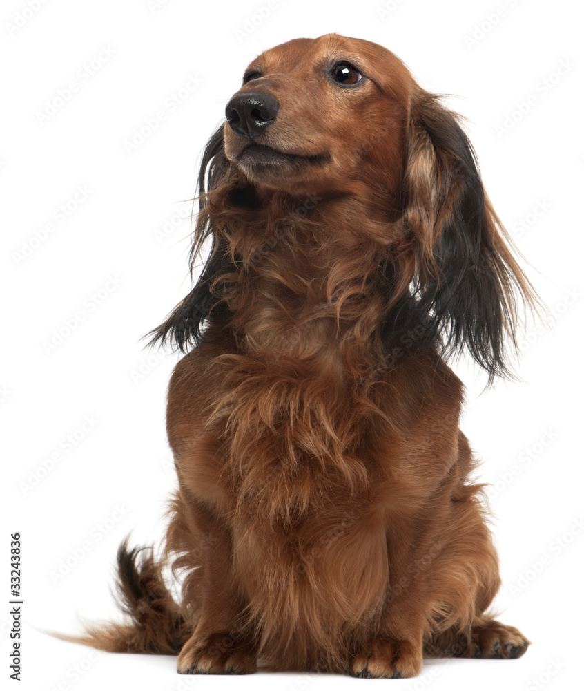 Dachshund, 3 years old, sitting in front of white background