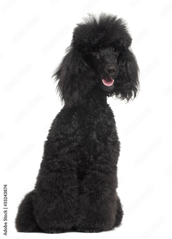 Poodle, 8 months old, sitting in front of white background Poodle, 8 months old, sitting in front of white background