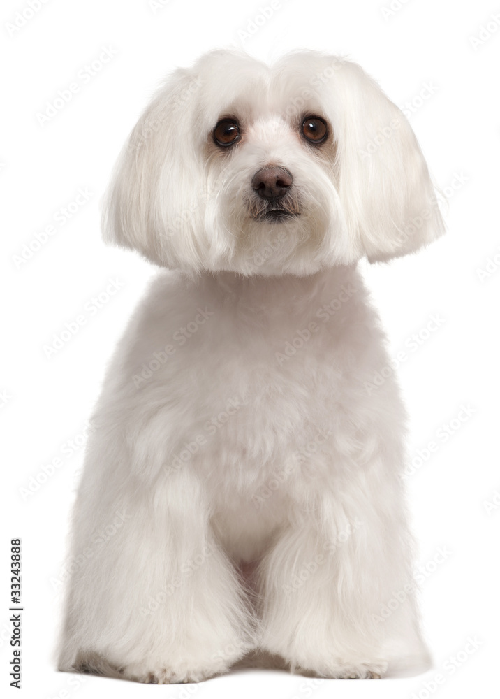 Maltese dog sitting in front of white background