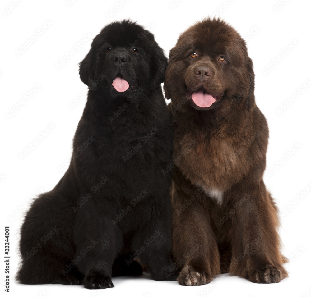 Newfoundland puppies, 5 and 30 months old