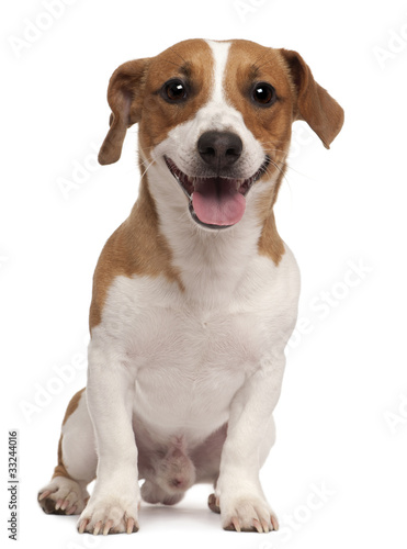 Jack Russell Terrier, 1 year old, sitting © Eric Isselée