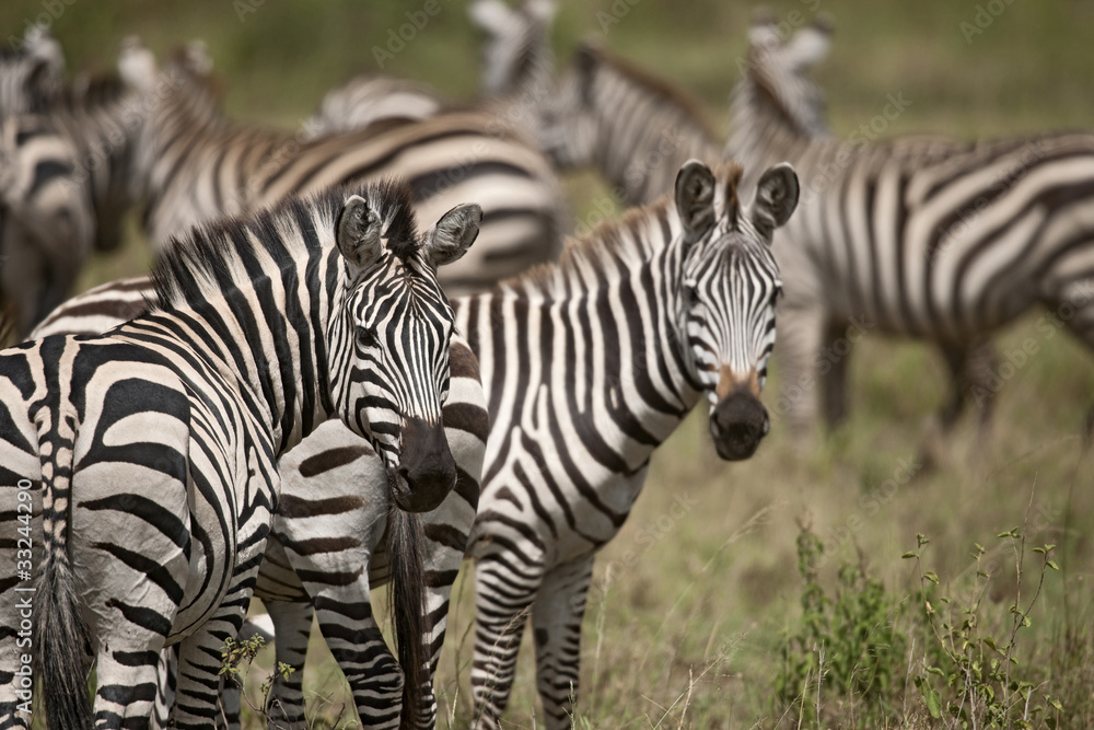 Zebra in Serengeti National Park, Tanzania, Africa Zebra in Serengeti National Park, Tanzania, Africa
