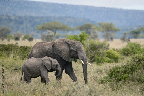 Canvas Print Elephants in Serengeti National Park, Tanzania, Africa