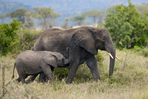 Elephants in Serengeti National Park  Tanzania  Africa