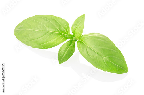 Fresh green basil isolated on white, clipping path included