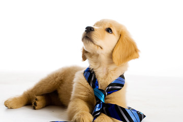 Puppy wearing a tie