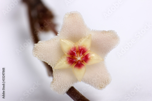Prozellanblume Blüte