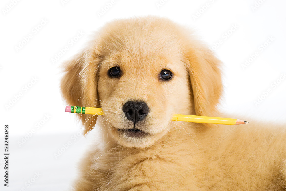 Smartest best sale golden retriever