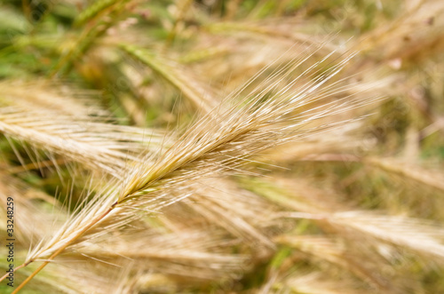Growing wild wheat