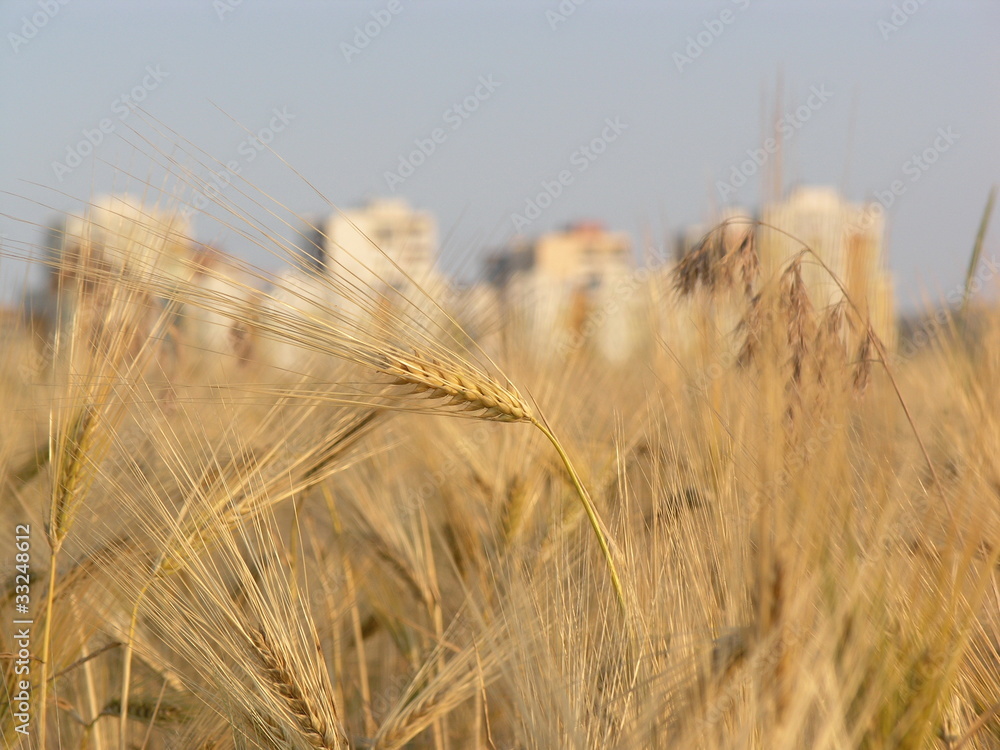 Fototapeta premium OLYMPUS DIGITAL CAMERA