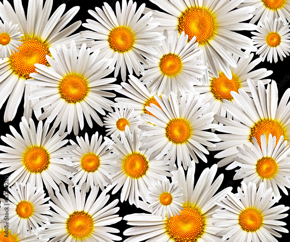 camomile camomile