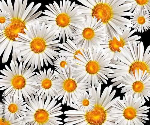 camomile