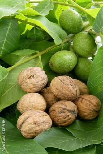 young green and ripe walnuts