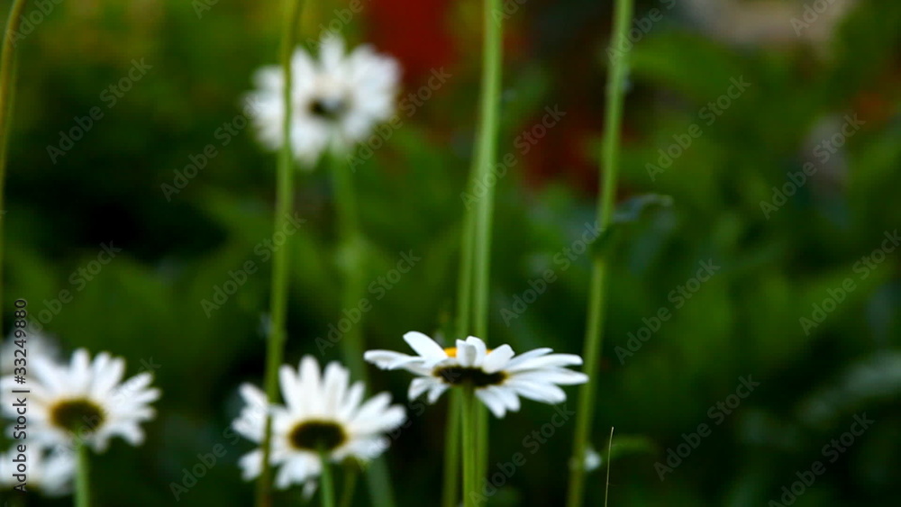 pan on camomile close up and house at background pan on camomile close up and house at background