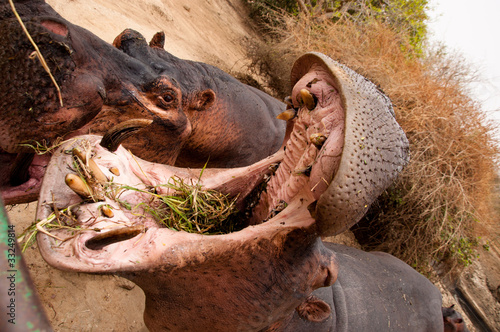 Hippo feeding time