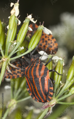 Striped shield bugs, macro photo