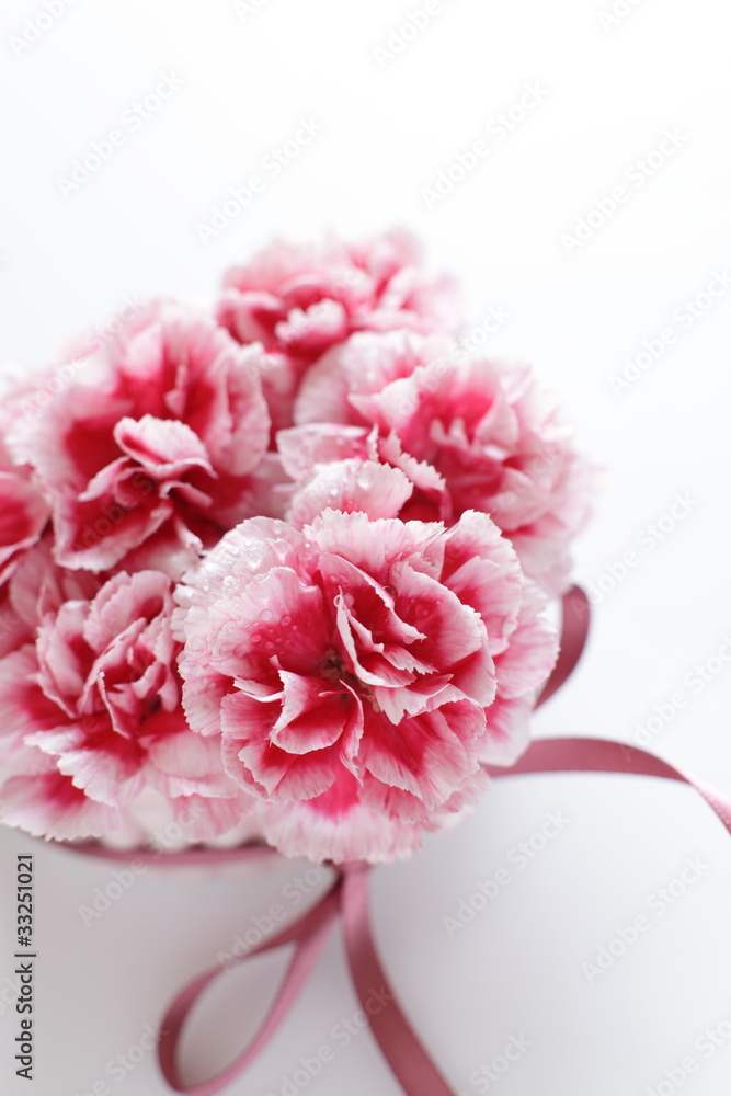 Pink carnation for mother's day image Pink carnation for mother's day image