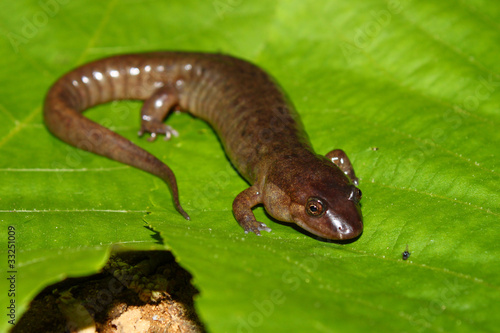 Dusky Salamander (Desmognathus conanti) photo