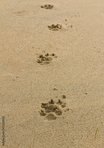 dogs footprints