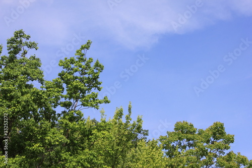 Fototapeta Naklejka Na Ścianę i Meble -  青空と樹木