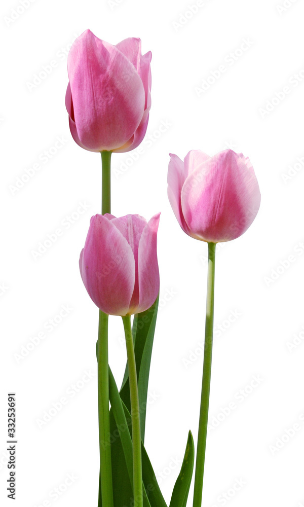 Naklejka premium tree pink tulips
