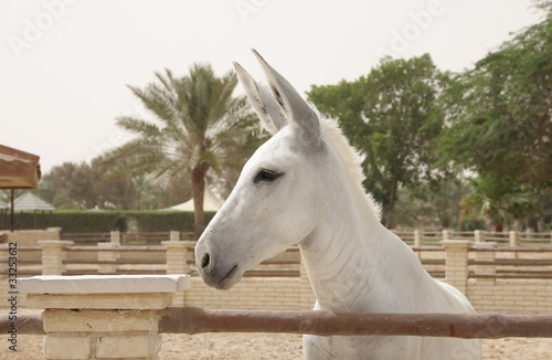 Closeup of white donkey