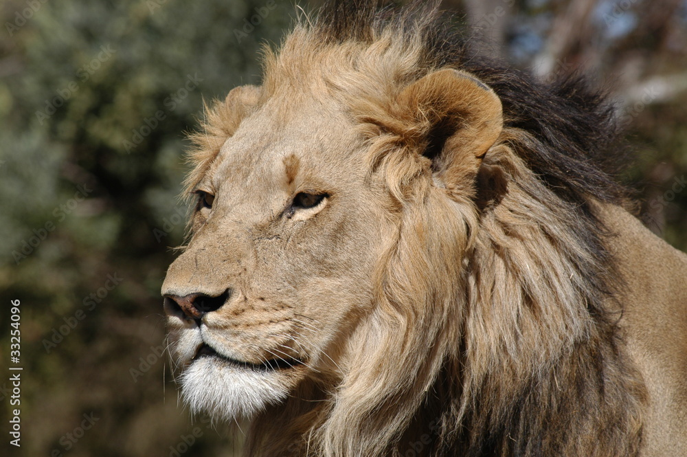 Fototapeta premium African Male Lion