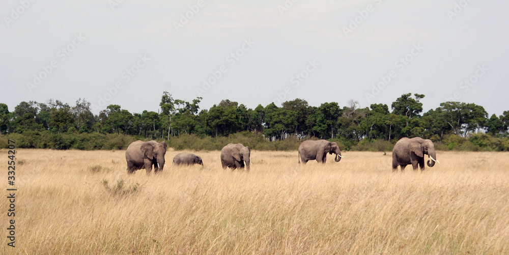 Elefants in Africa