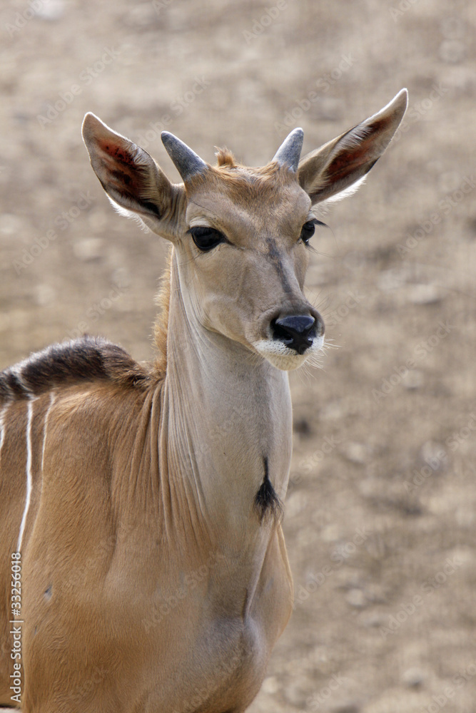 Elenantilope (Jungtier)