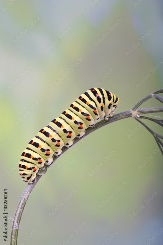 Old World Swallowtail (Papilio machaon) caterpillar on dill