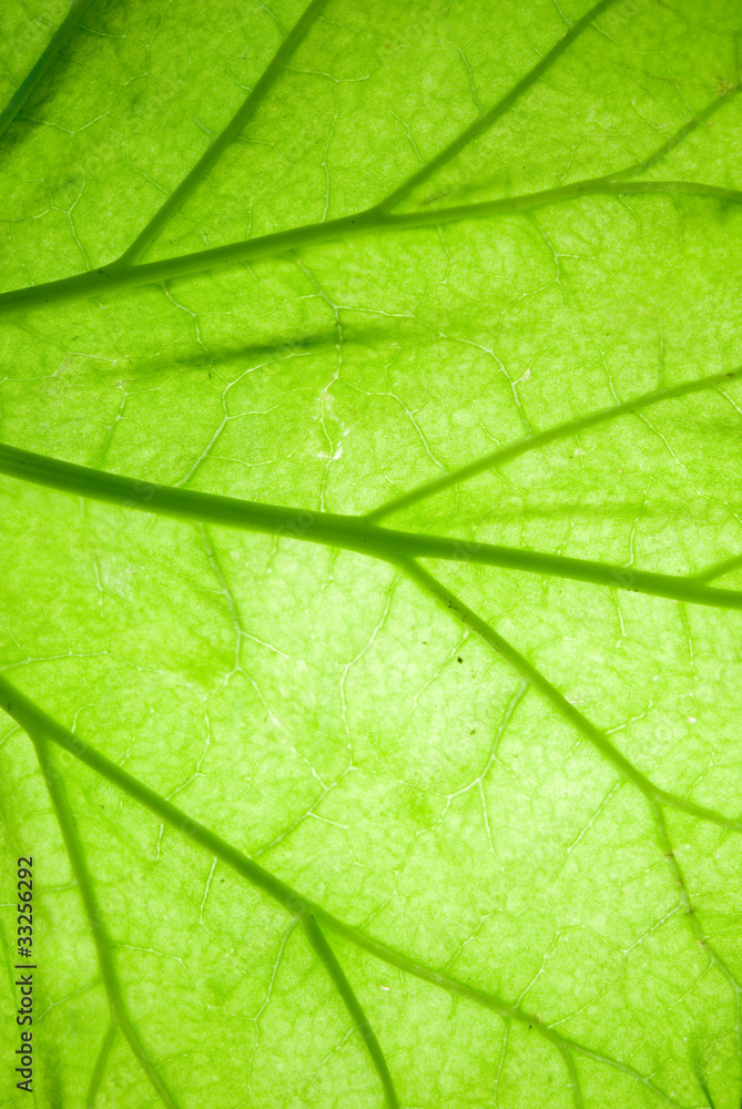 Leaf Leaf