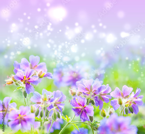 Fototapeta Naklejka Na Ścianę i Meble -  early summer flowering geranium