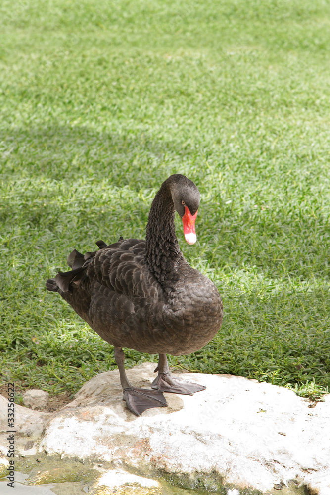Fototapeta premium A beautiful Black swan