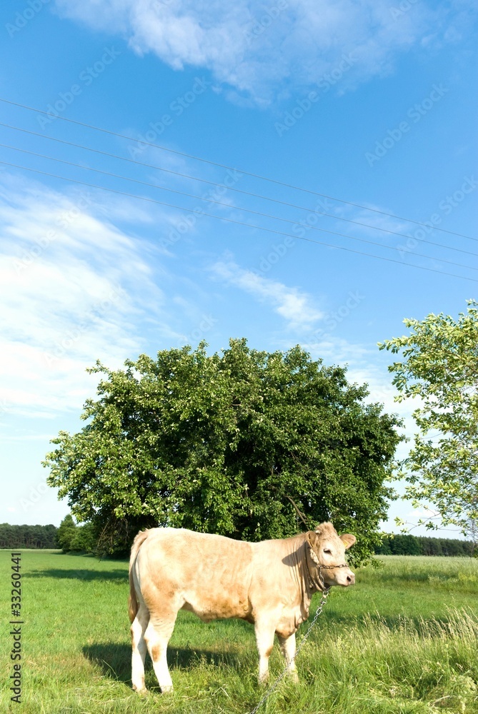 cow animal series cow animal series