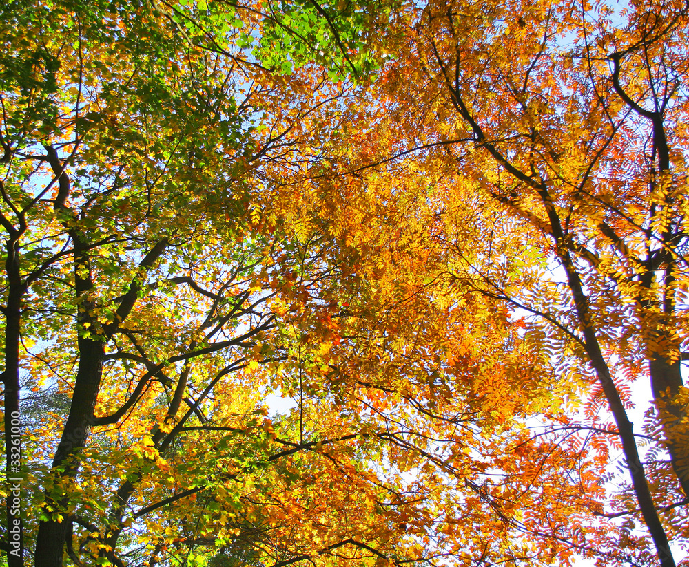 Branches Background Beams