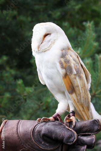 barn owl