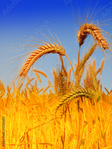 Wheat close up