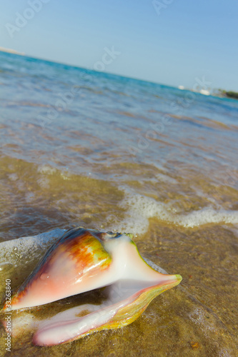 Beautiful Sea Shell